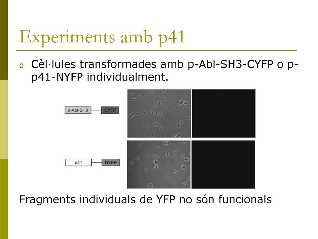 Experiments amb p41 Cèl·lules transformades amb p-Abl-SH3-CYFP o p-p41-NYFP individualment.