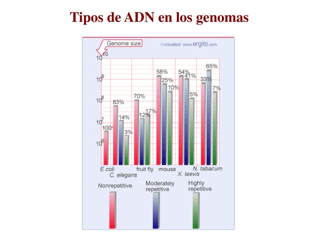 Tipos de ADN en los genomas