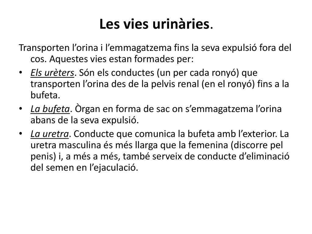 Les vies urinàries. Transporten l’orina i l’emmagatzema fins la seva expulsió fora del cos. Aquestes vies estan formades per: