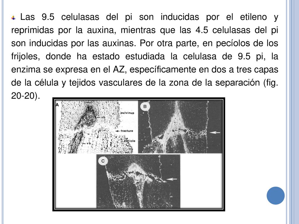 Las 9.5 celulasas del pi son inducidas por el etileno y reprimidas por la auxina, mientras que las 4.5 celulasas del pi son inducidas por las auxinas. Por otra parte, en pecíolos de los frijoles, donde ha estado estudiada la celulasa de 9.5 pi, la enzima se expresa en el AZ, específicamente en dos a tres capas de la célula y tejidos vasculares de la zona de la separación (fig ).