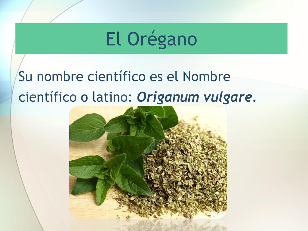 El Orégano Su nombre científico es el Nombre científico o latino: Origanum vulgare.