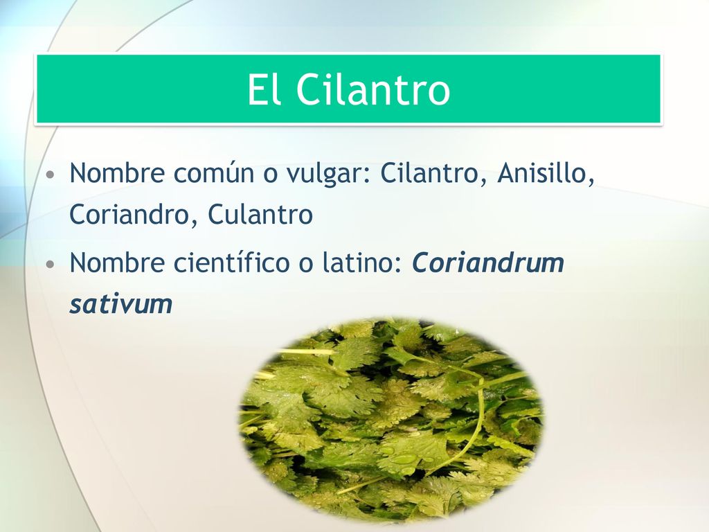El Cilantro Nombre común o vulgar: Cilantro, Anisillo, Coriandro, Culantro.