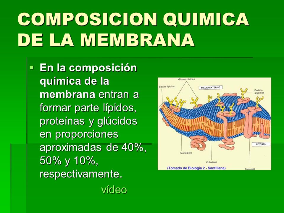 COMPOSICION QUIMICA DE LA MEMBRANA