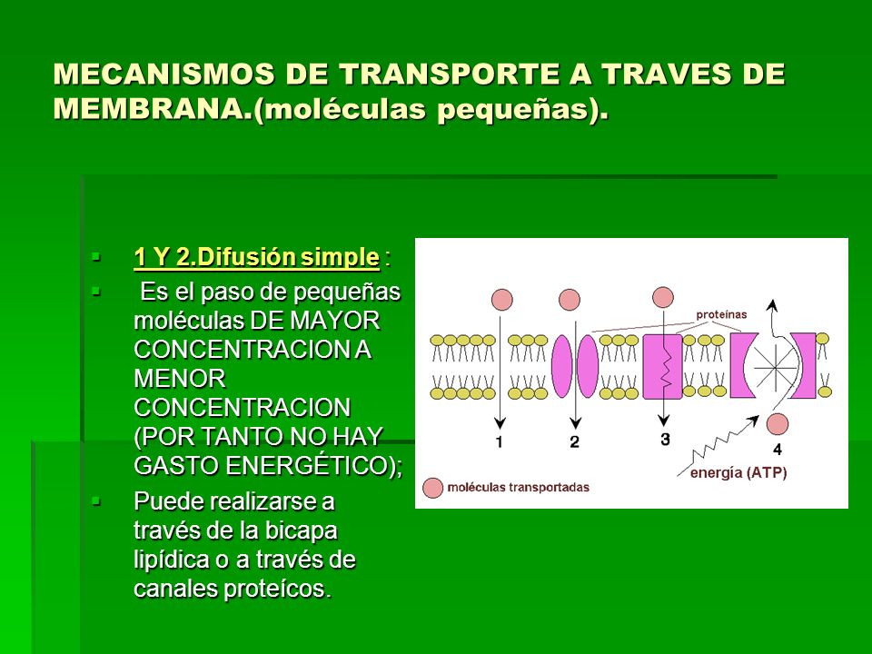 MECANISMOS DE TRANSPORTE A TRAVES DE MEMBRANA.(moléculas pequeñas).