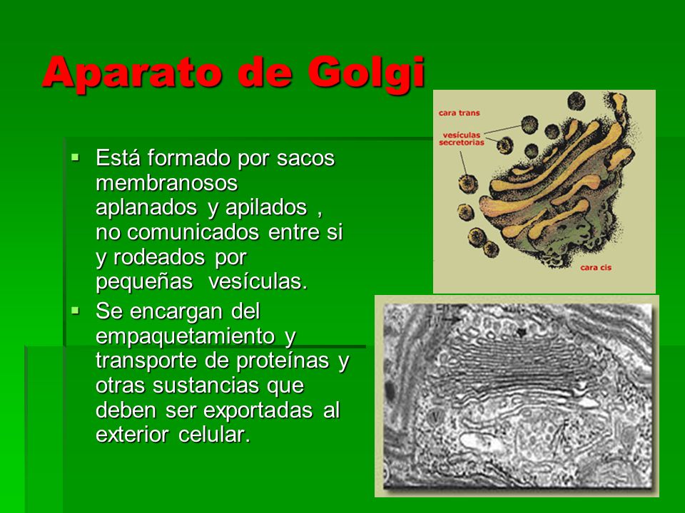 Aparato de Golgi Está formado por sacos membranosos aplanados y apilados , no comunicados entre si y rodeados por pequeñas vesículas.