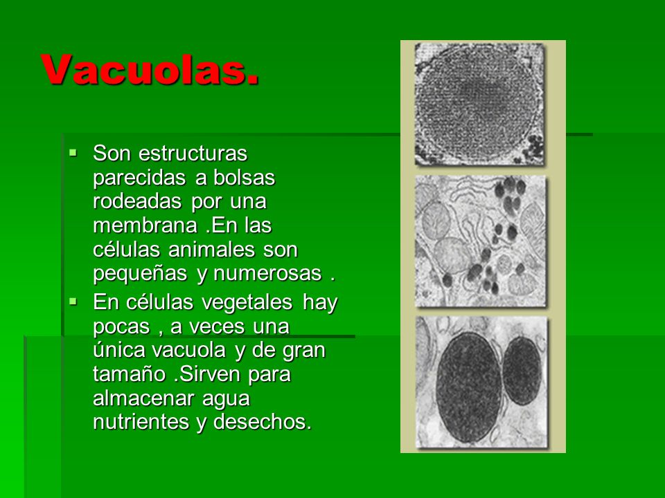 Vacuolas. Son estructuras parecidas a bolsas rodeadas por una membrana .En las células animales son pequeñas y numerosas .