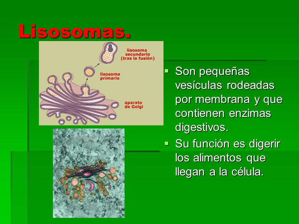 Lisosomas. Son pequeñas vesículas rodeadas por membrana y que contienen enzimas digestivos.
