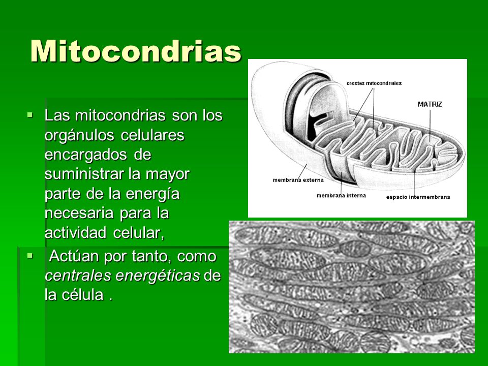 Mitocondrias Las mitocondrias son los orgánulos celulares encargados de suministrar la mayor parte de la energía necesaria para la actividad celular,