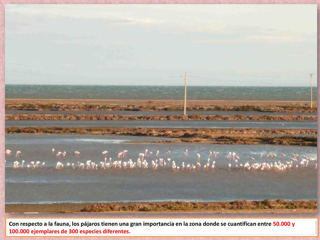 Con respecto a la fauna, los pájaros tienen una gran importancia en la zona donde se cuantifican entre y ejemplares de 300 especies diferentes.