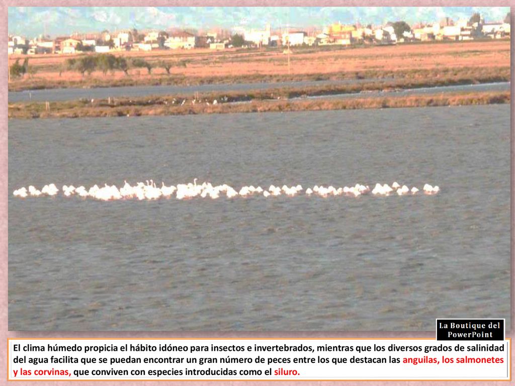El clima húmedo propicia el hábito idóneo para insectos e invertebrados, mientras que los diversos grados de salinidad del agua facilita que se puedan encontrar un gran número de peces entre los que destacan las anguilas, los salmonetes y las corvinas, que conviven con especies introducidas como el siluro.