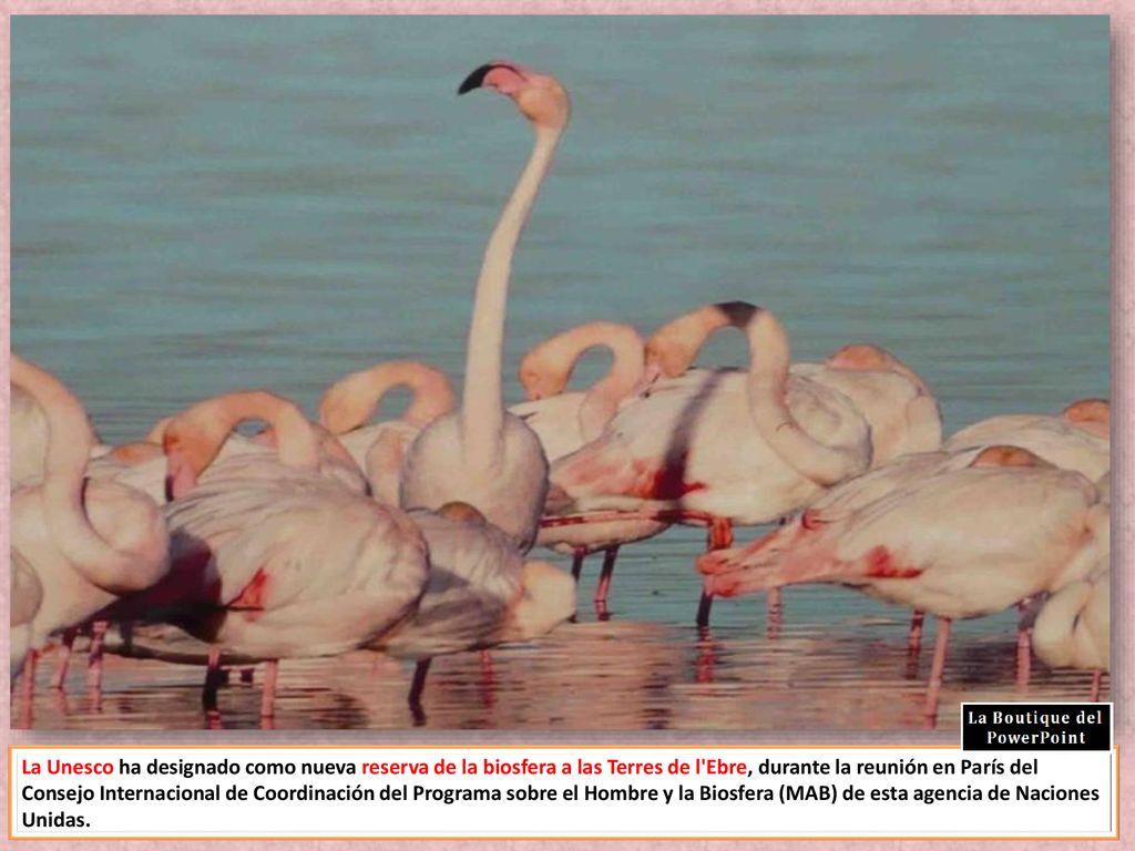 La Unesco ha designado como nueva reserva de la biosfera a las Terres de l Ebre, durante la reunión en París del Consejo Internacional de Coordinación del Programa sobre el Hombre y la Biosfera (MAB) de esta agencia de Naciones Unidas.