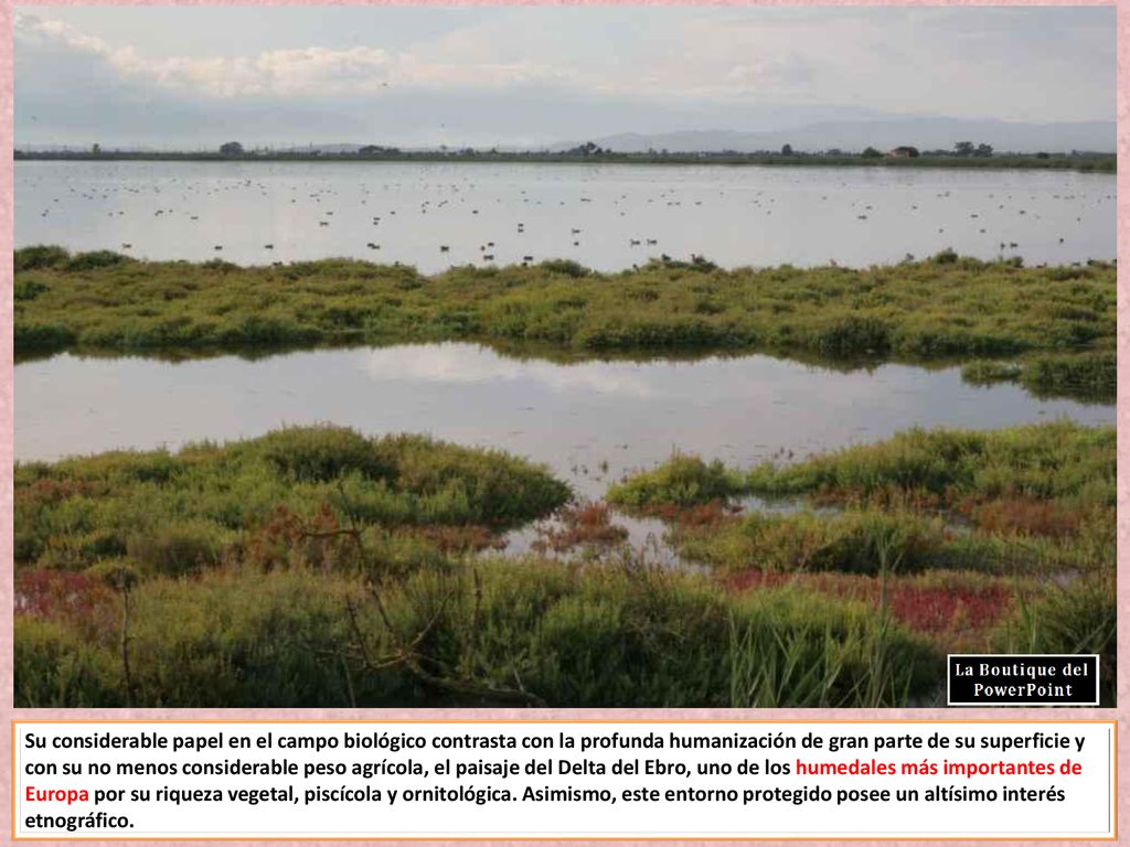 Su considerable papel en el campo biológico contrasta con la profunda humanización de gran parte de su superficie y con su no menos considerable peso agrícola, el paisaje del Delta del Ebro, uno de los humedales más importantes de Europa por su riqueza vegetal, piscícola y ornitológica.