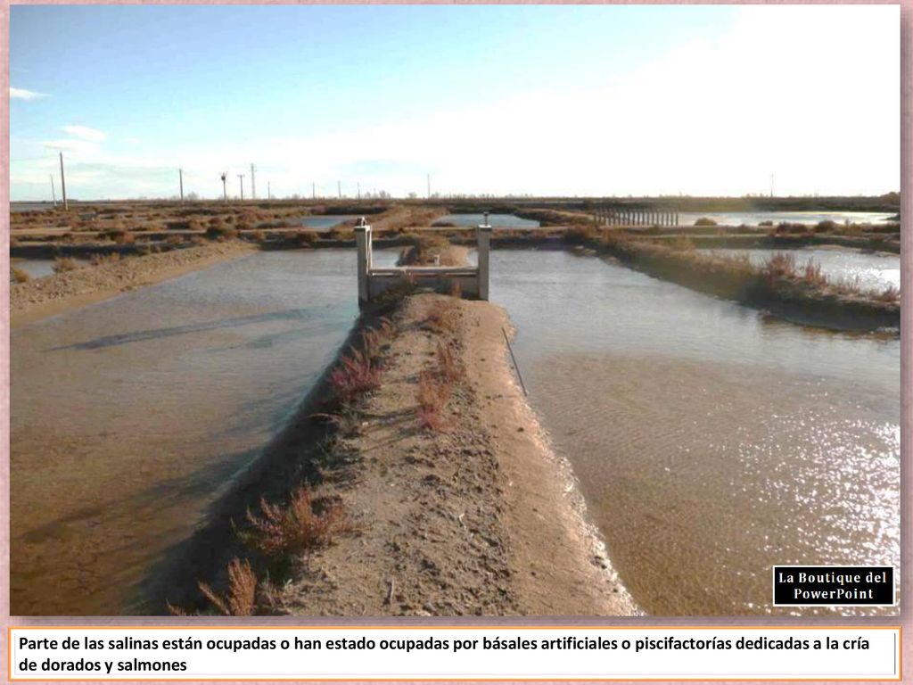 Parte de las salinas están ocupadas o han estado ocupadas por básales artificiales o piscifactorías dedicadas a la cría de dorados y salmones