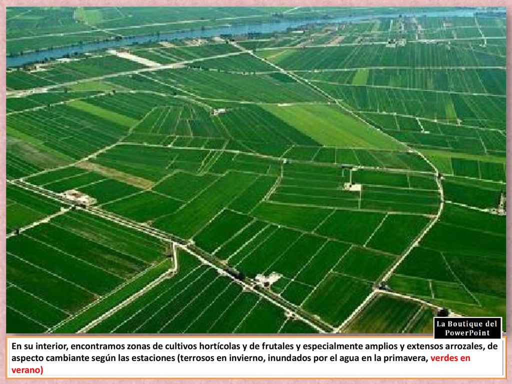 En su interior, encontramos zonas de cultivos hortícolas y de frutales y especialmente amplios y extensos arrozales, de aspecto cambiante según las estaciones (terrosos en invierno, inundados por el agua en la primavera, verdes en verano)
