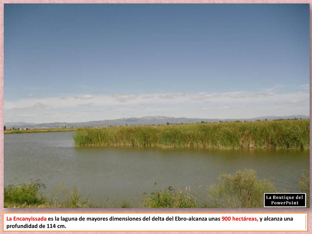 La Encanyissada es la laguna de mayores dimensiones del delta del Ebro-alcanza unas 900 hectáreas, y alcanza una profundidad de 114 cm.
