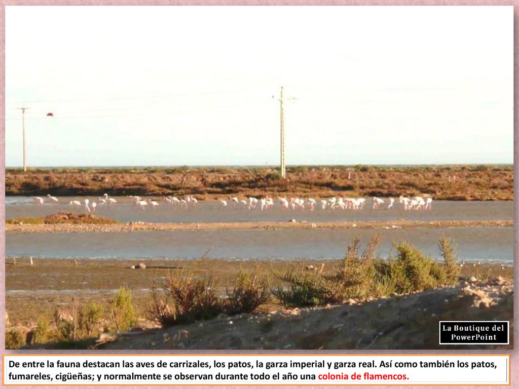 De entre la fauna destacan las aves de carrizales, los patos, la garza imperial y garza real.