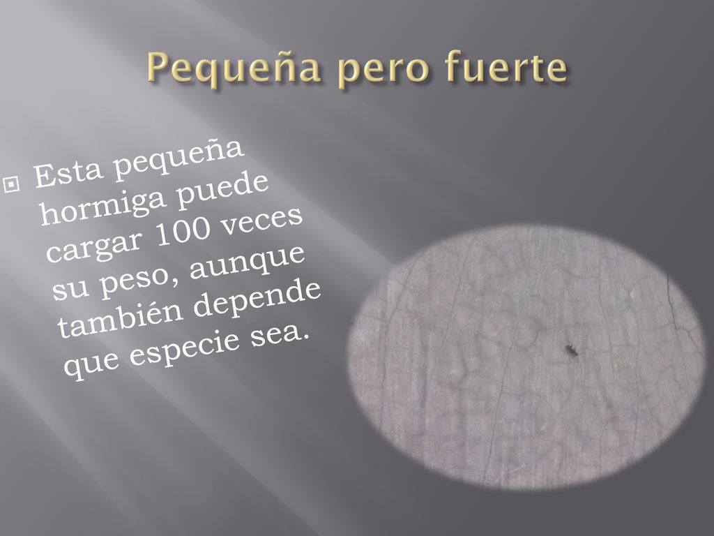 Pequeña pero fuerte Esta pequeña hormiga puede cargar 100 veces su peso, aunque también depende que especie sea.