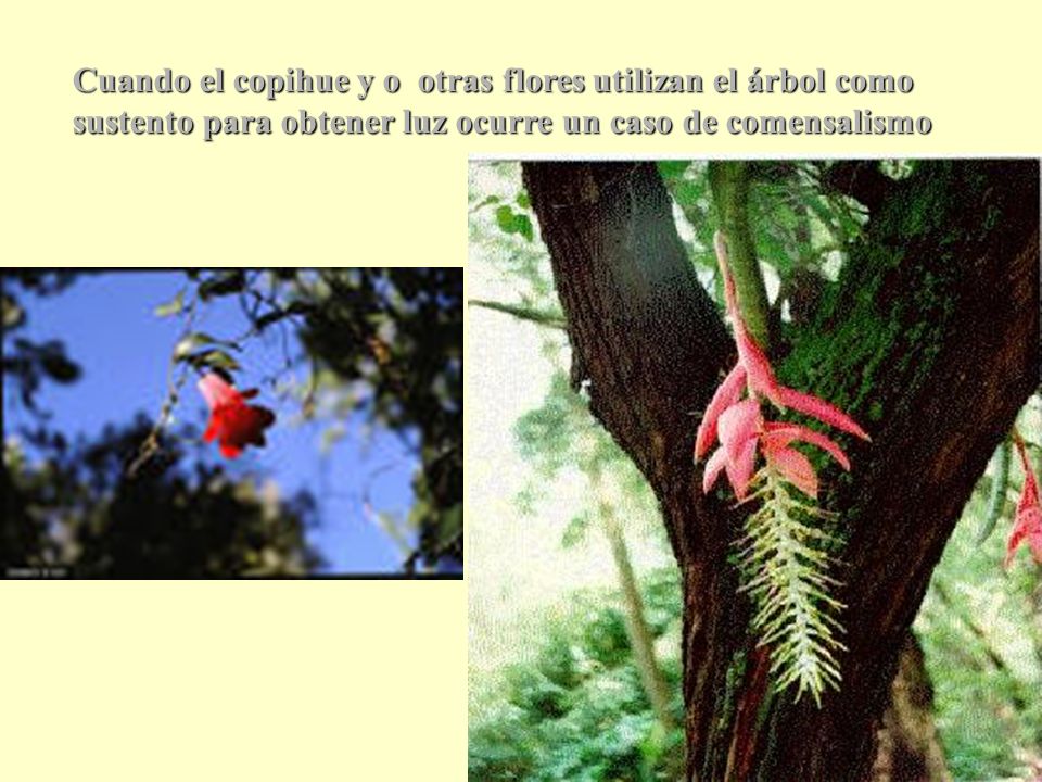 Cuando el copihue y o otras flores utilizan el árbol como sustento para obtener luz ocurre un caso de comensalismo