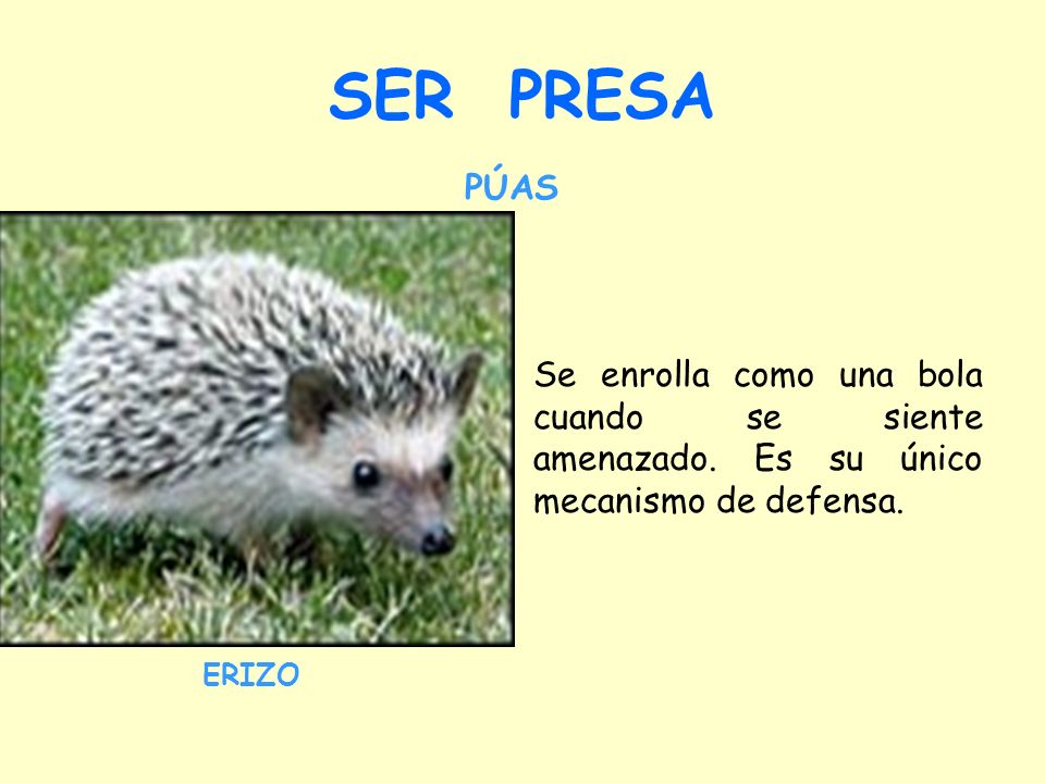 SER PRESA PÚAS. Se enrolla como una bola cuando se siente amenazado. Es su único mecanismo de defensa.