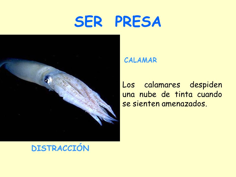 SER PRESA CALAMAR. Los calamares despiden una nube de tinta cuando se sienten amenazados.