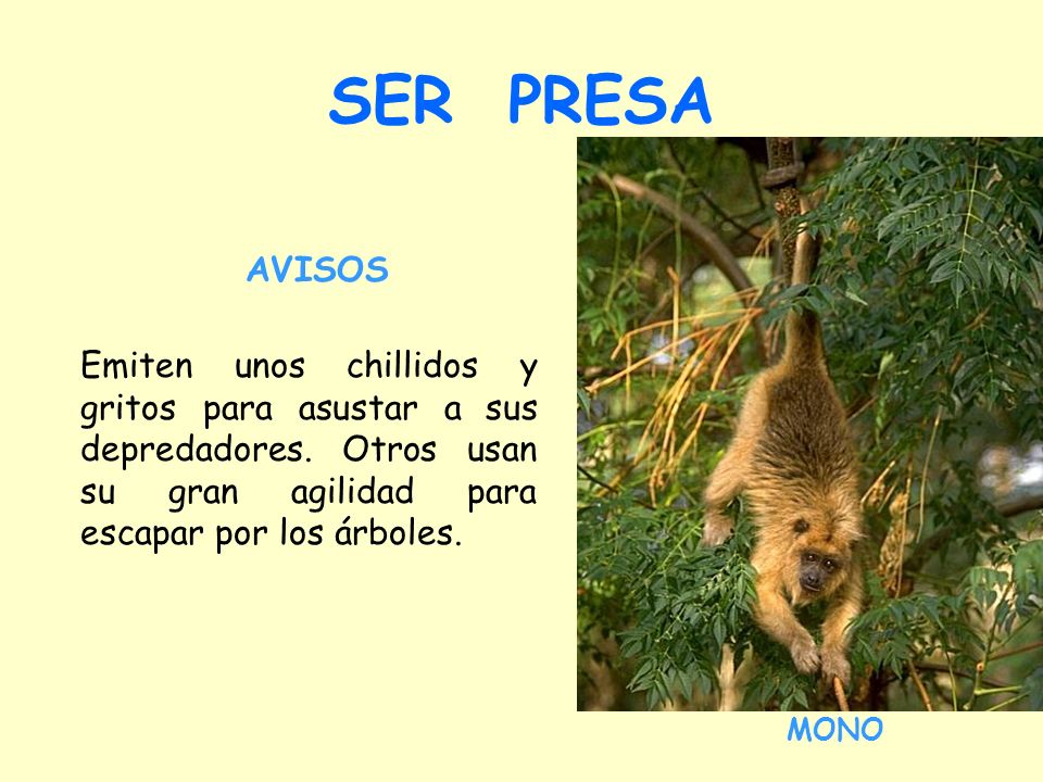 SER PRESA AVISOS. Emiten unos chillidos y gritos para asustar a sus depredadores. Otros usan su gran agilidad para escapar por los árboles.