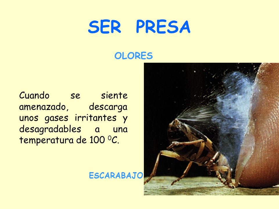 SER PRESA OLORES. Cuando se siente amenazado, descarga unos gases irritantes y desagradables a una temperatura de 100 0C.