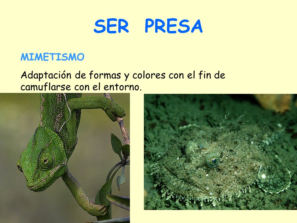 SER PRESA MIMETISMO Adaptación de formas y colores con el fin de camuflarse con el entorno.
