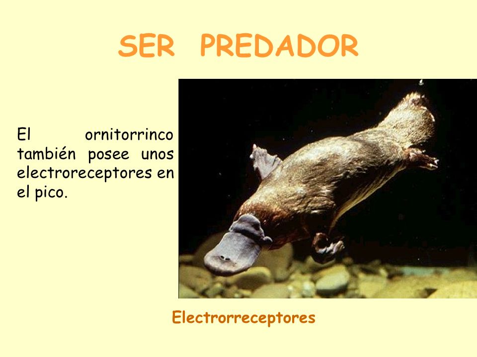 SER PREDADOR El ornitorrinco también posee unos electroreceptores en el pico. Electrorreceptores