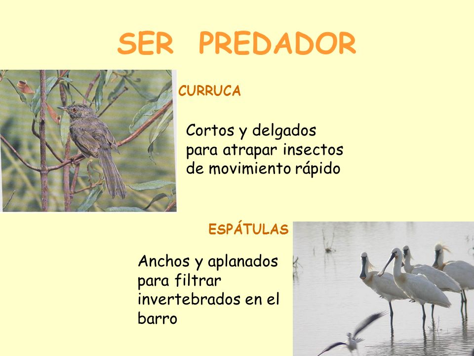 SER PREDADOR CURRUCA. Cortos y delgados para atrapar insectos de movimiento rápido. ESPÁTULAS.