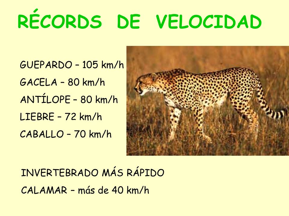 RÉCORDS DE VELOCIDAD GUEPARDO – 105 km/h GACELA – 80 km/h