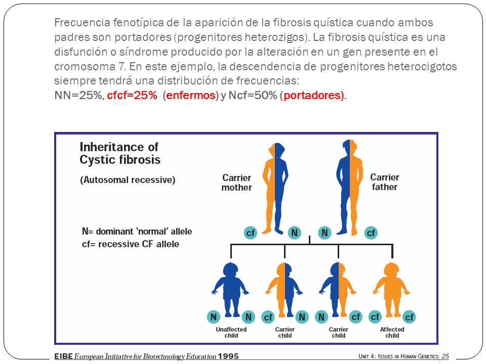 Frecuencia fenotípica de la aparición de la fibrosis quística cuando ambos padres son portadores (progenitores heterozigos).