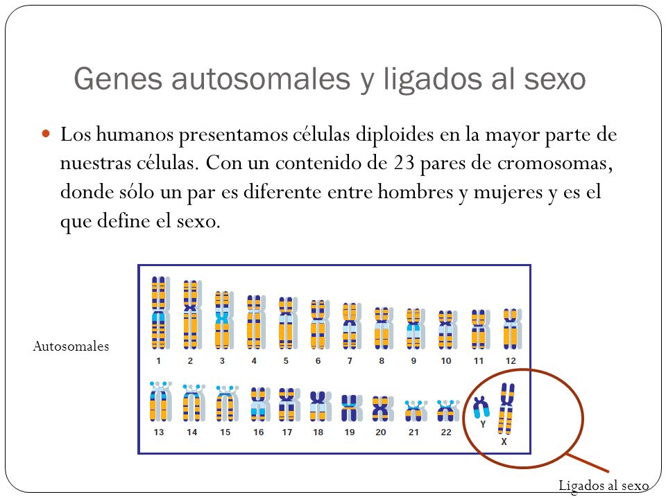 Genes autosomales y ligados al sexo