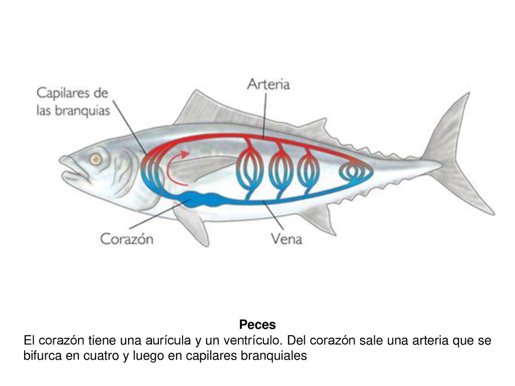 Peces El corazón tiene una aurícula y un ventrículo