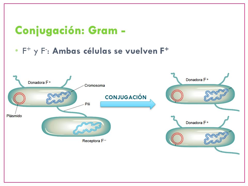Conjugación: Gram - F+ y F-: Ambas células se vuelven F+ CONJUGACIÓN