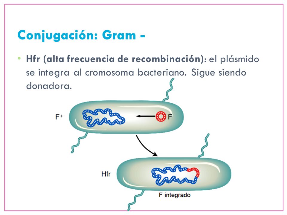 Conjugación: Gram - Hfr (alta frecuencia de recombinación): el plásmido se integra al cromosoma bacteriano.