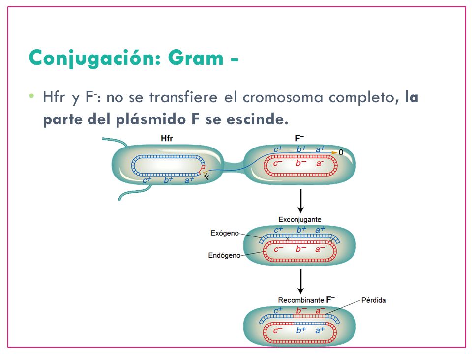 Conjugación: Gram - Hfr y F-: no se transfiere el cromosoma completo, la parte del plásmido F se escinde.