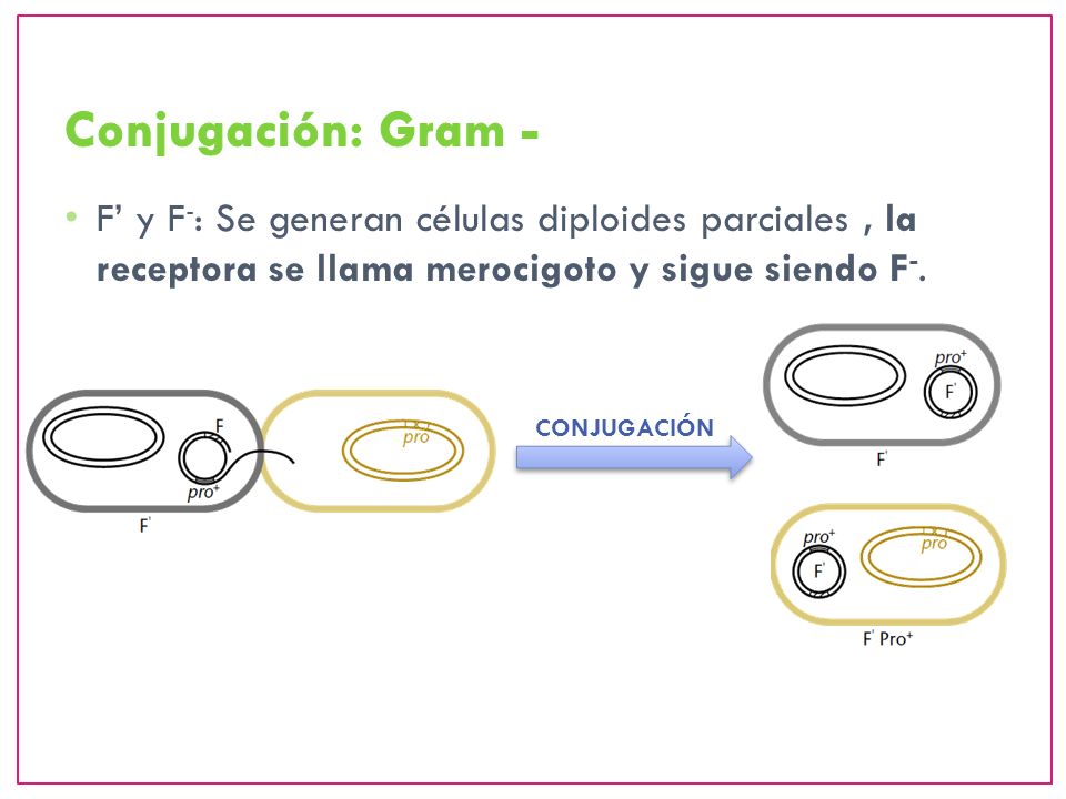Conjugación: Gram - F’ y F-: Se generan células diploides parciales , la receptora se llama merocigoto y sigue siendo F-.