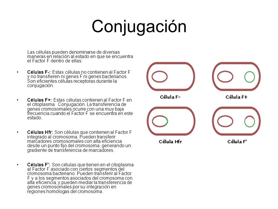 Conjugación Las células pueden denominarse de diversas maneras en relación al estado en que se encuentra el Factor F dentro de ellas: