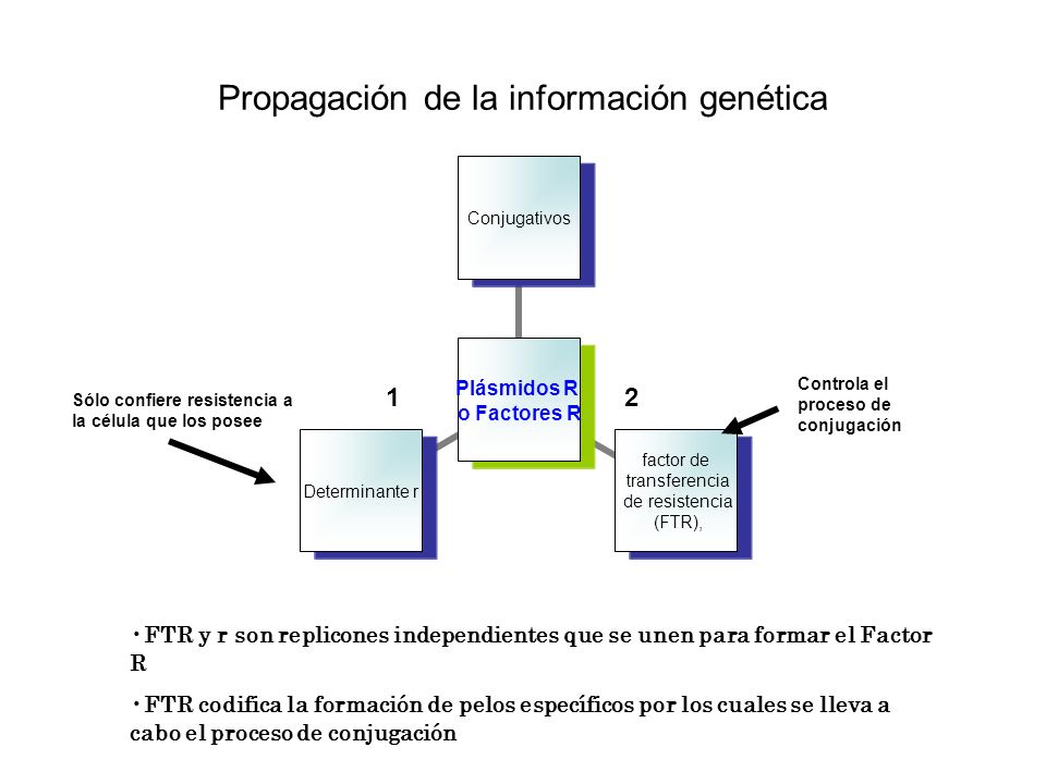 Propagación de la información genética