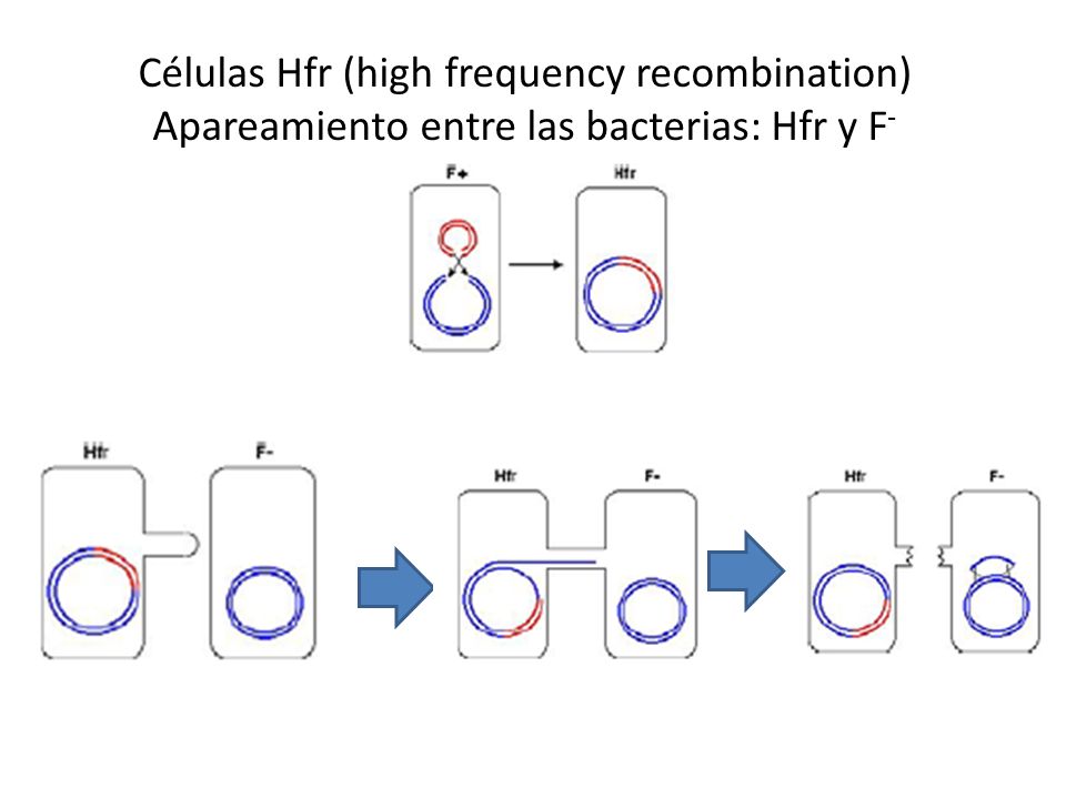 Células Hfr (high frequency recombination) Apareamiento entre las bacterias: Hfr y F-