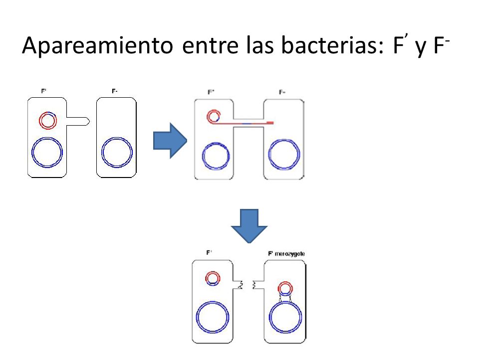 Apareamiento entre las bacterias: F’ y F-
