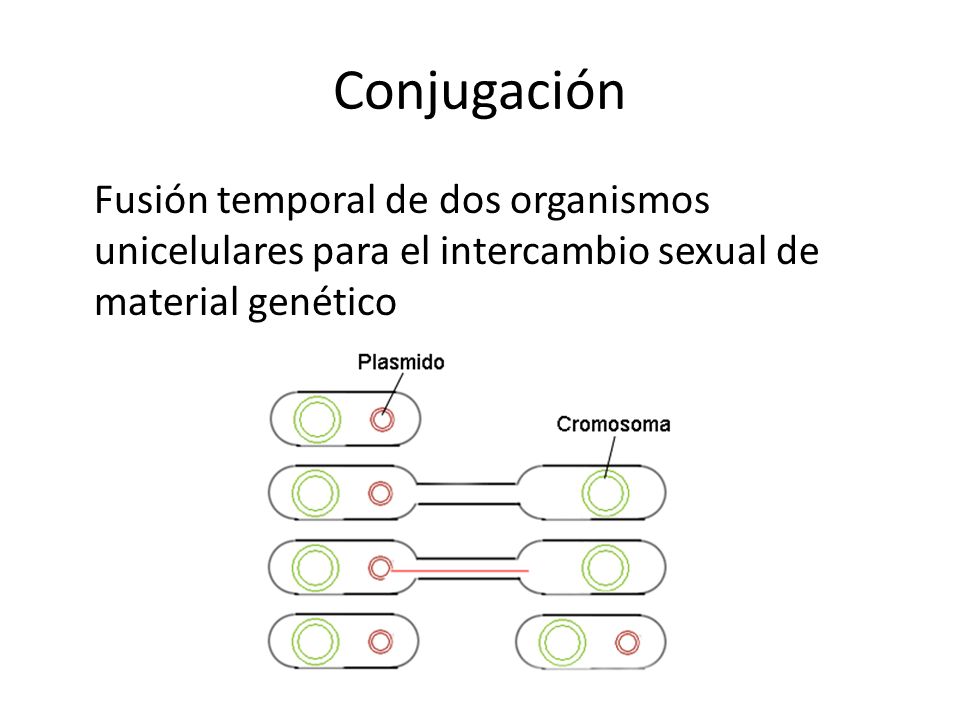 Conjugación Fusión temporal de dos organismos unicelulares para el intercambio sexual de material genético.