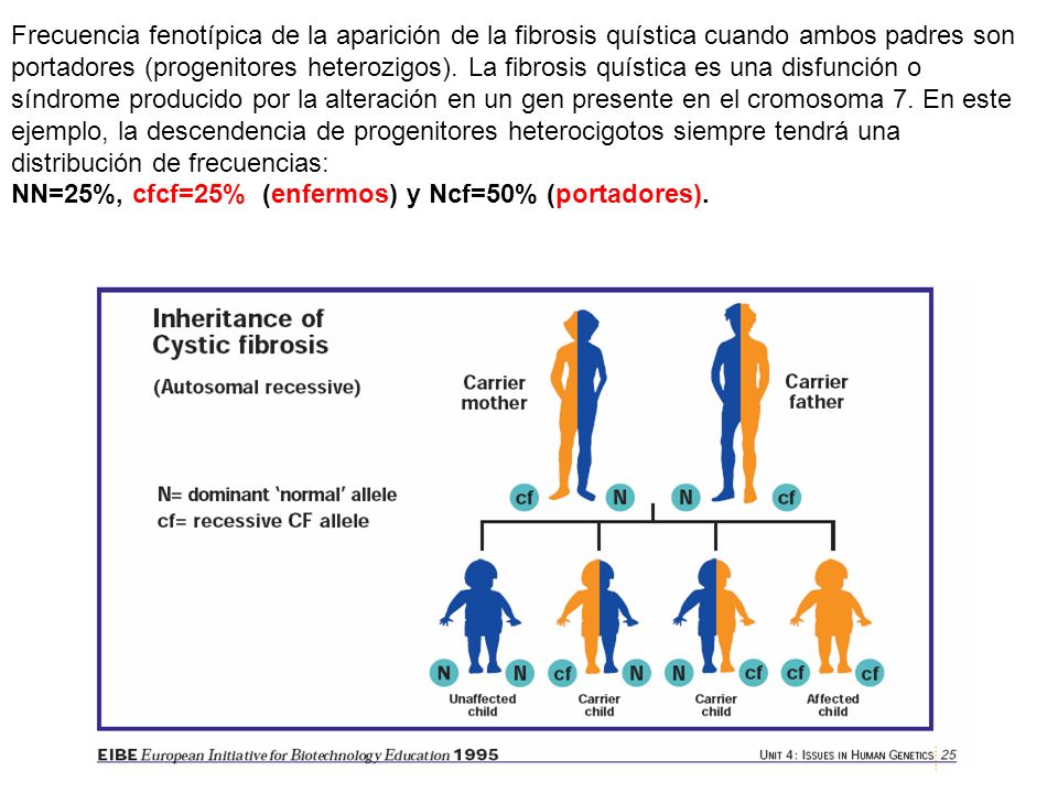 Frecuencia fenotípica de la aparición de la fibrosis quística cuando ambos padres son portadores (progenitores heterozigos).