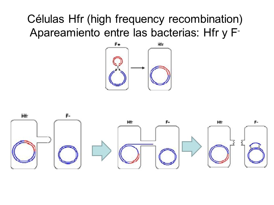 Células Hfr (high frequency recombination) Apareamiento entre las bacterias: Hfr y F-