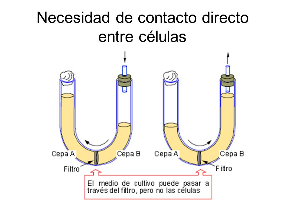 Necesidad de contacto directo entre células