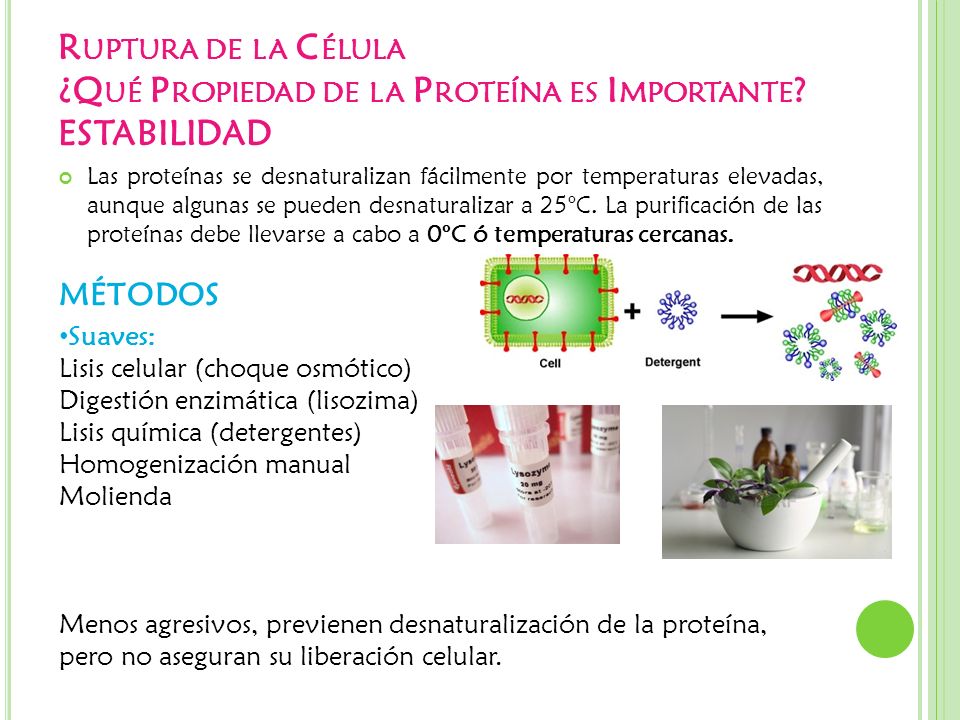 Ruptura de la Célula ¿Qué Propiedad de la Proteína es Importante