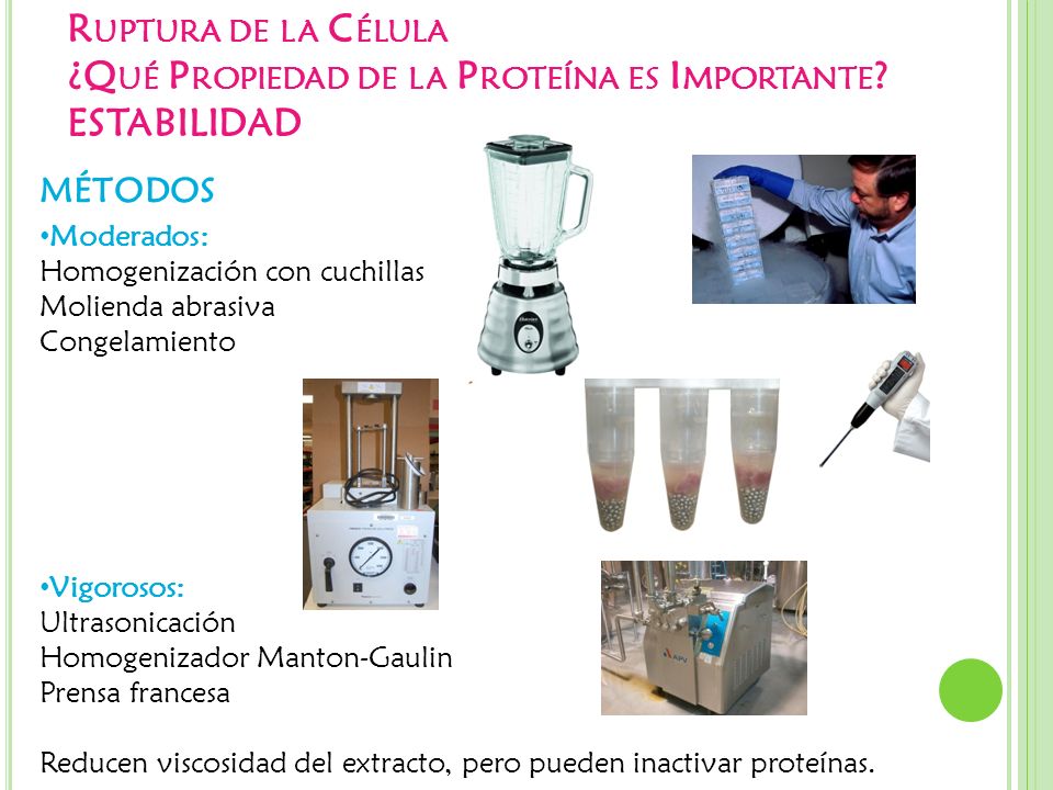 Ruptura de la Célula ¿Qué Propiedad de la Proteína es Importante