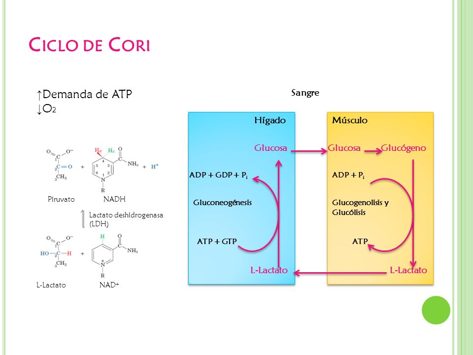 Ciclo de Cori ↑Demanda de ATP ↓O2 Hígado Sangre Músculo Glucosa