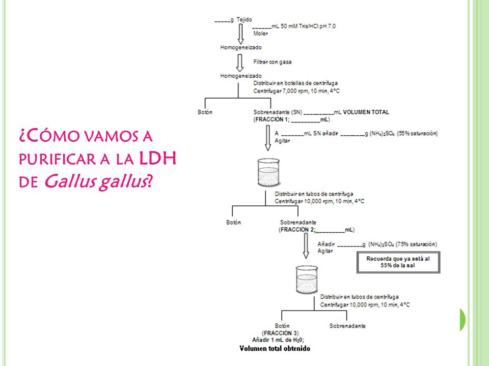 ¿Cómo vamos a purificar a la LDH de Gallus gallus