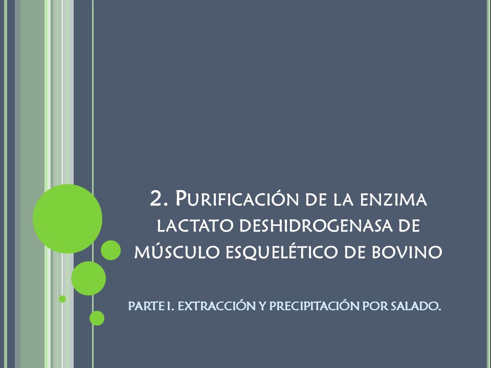 2. Purificación de la enzima lactato deshidrogenasa de músculo esquelético de bovino